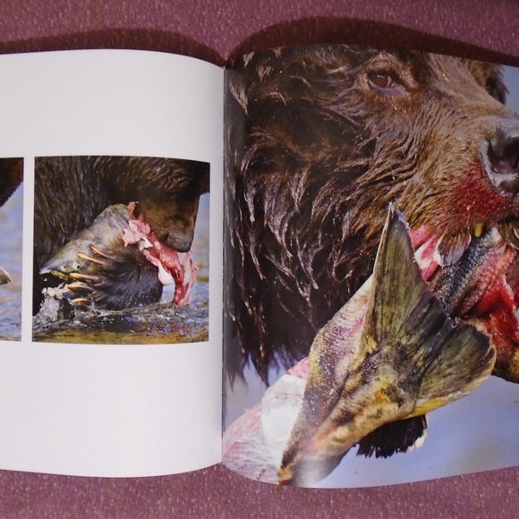 NATIONAL GEOGRAPHIC, BEAR: SPIRIT OF THE WILD. SPIRIT BEARS, GRIZZLIES, POLAR... - Picture 14 of 14